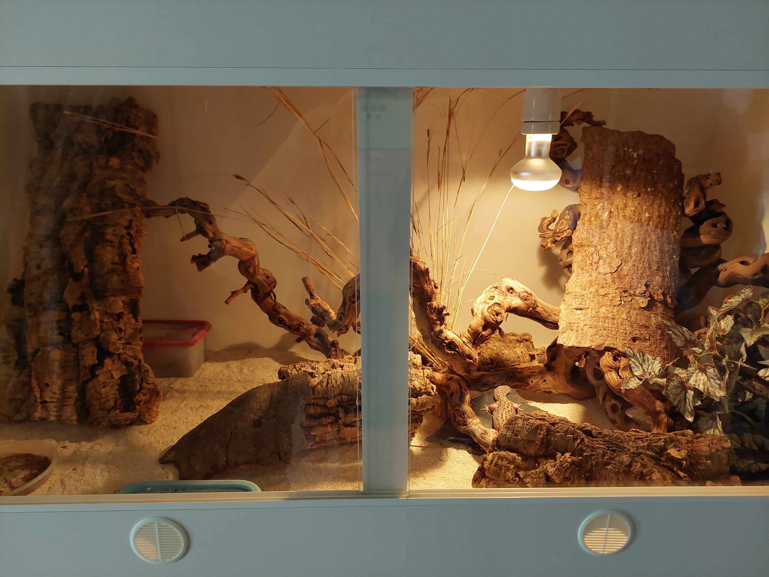Terrarien Komplett Paket: 120cm x 60cm x 50cm (mit Lampenfassung/Lampe/Bodengrund) und 2-4 Leopardgecko Weibchen (dürfen selbst ausgewählt werden)
