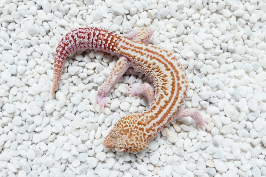 Nz 01.08.21 - Männchen/Male - (MS) Black Night (Ghostbuster line) RAPTOR