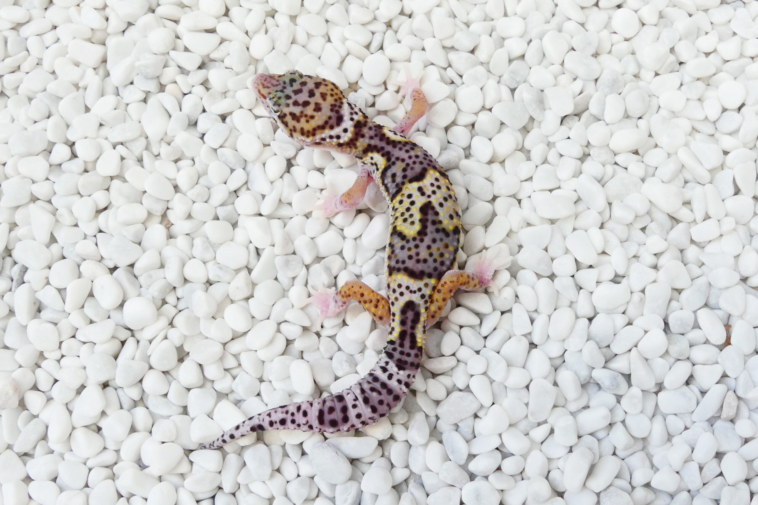 Nz 02.07.25 - Männchen/Male - Mack Snow Hyper Xanthic Ghost Eclipse ph TA