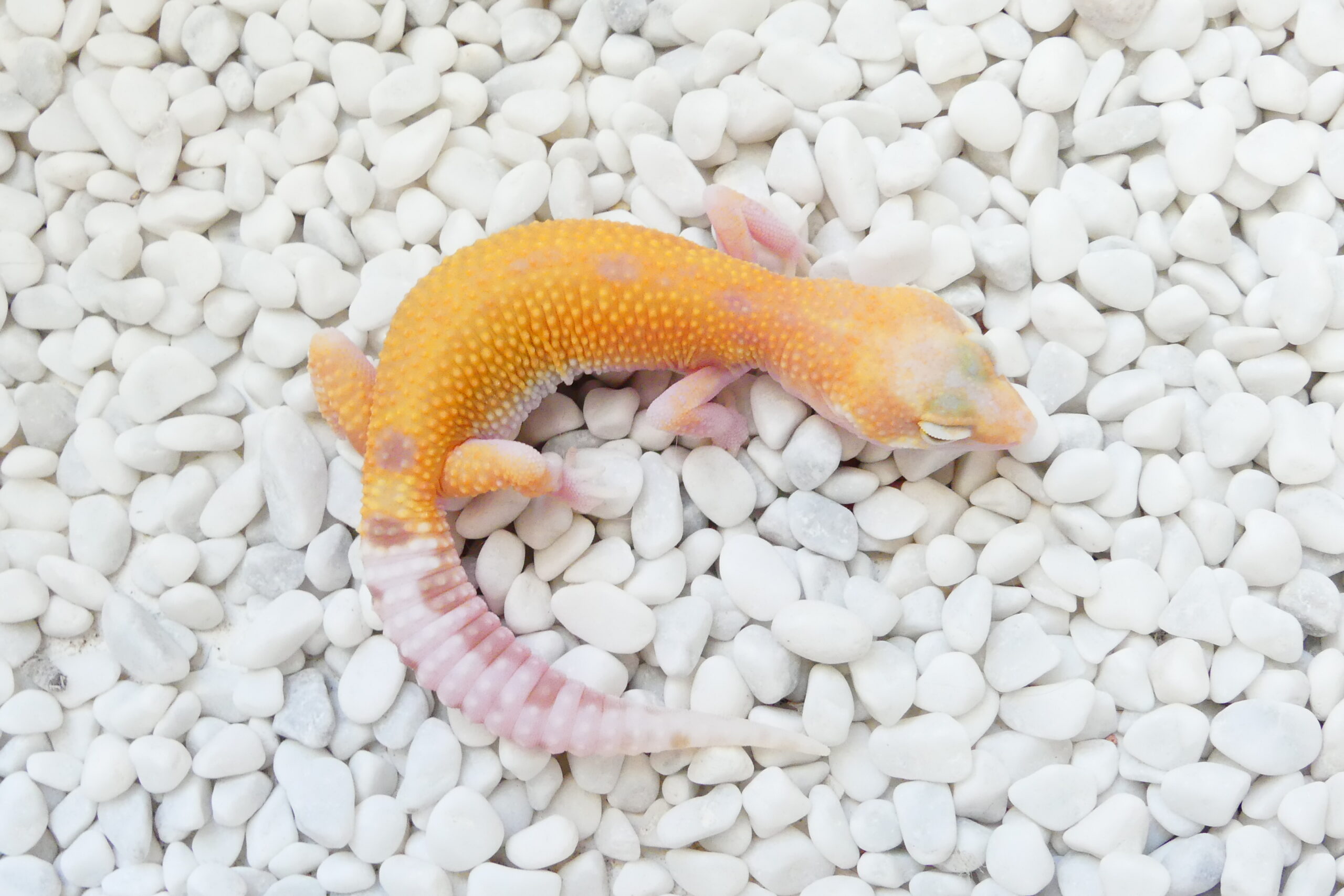 Nz 17.07.25 - Männchen/Male - (WY) Rainwater Albino Eclipse Notes: bald zur Abgabe bereit