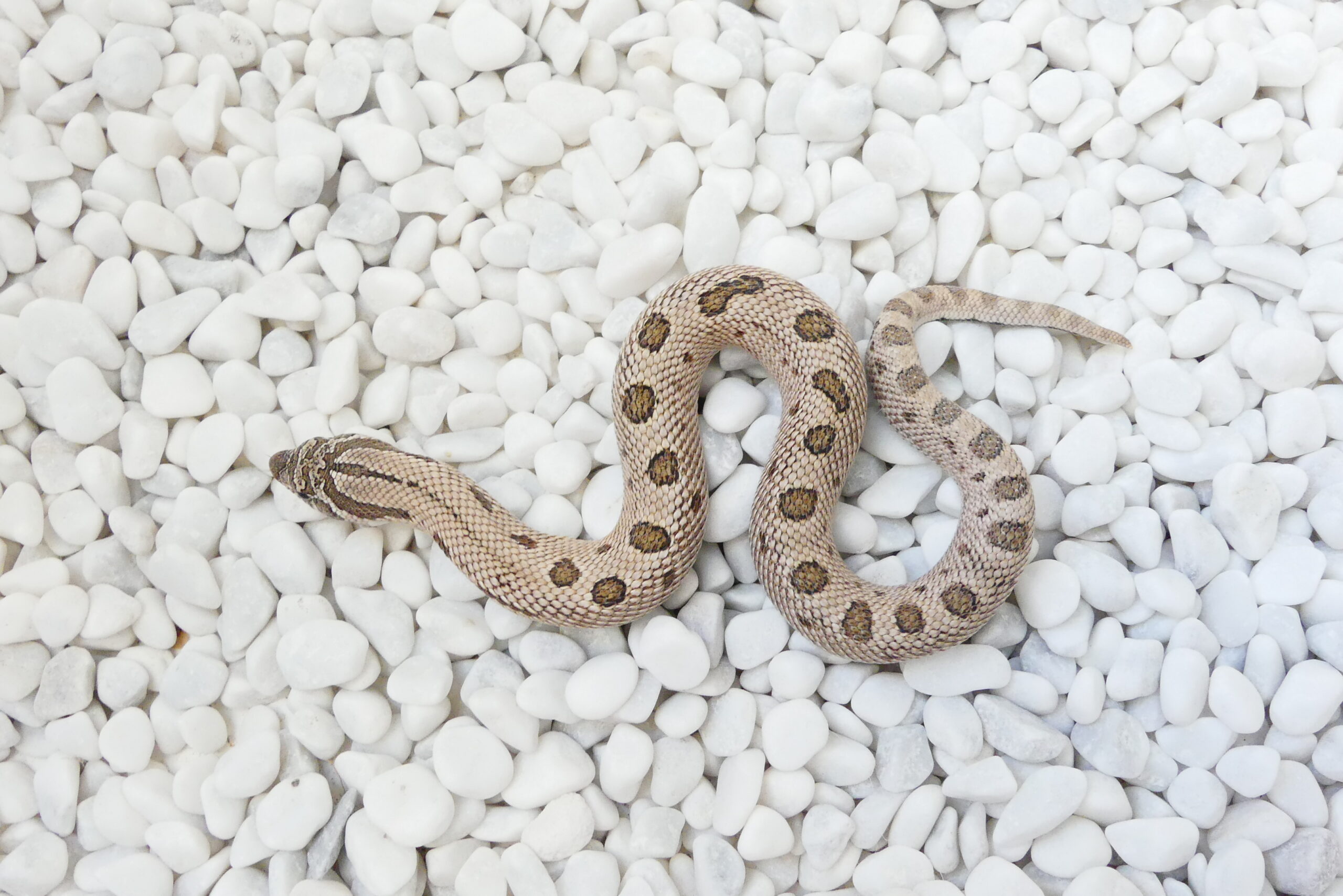Nz 31.07.2025 - Männchen/Male - Axanthic Arctic Conda 100% het Toffee