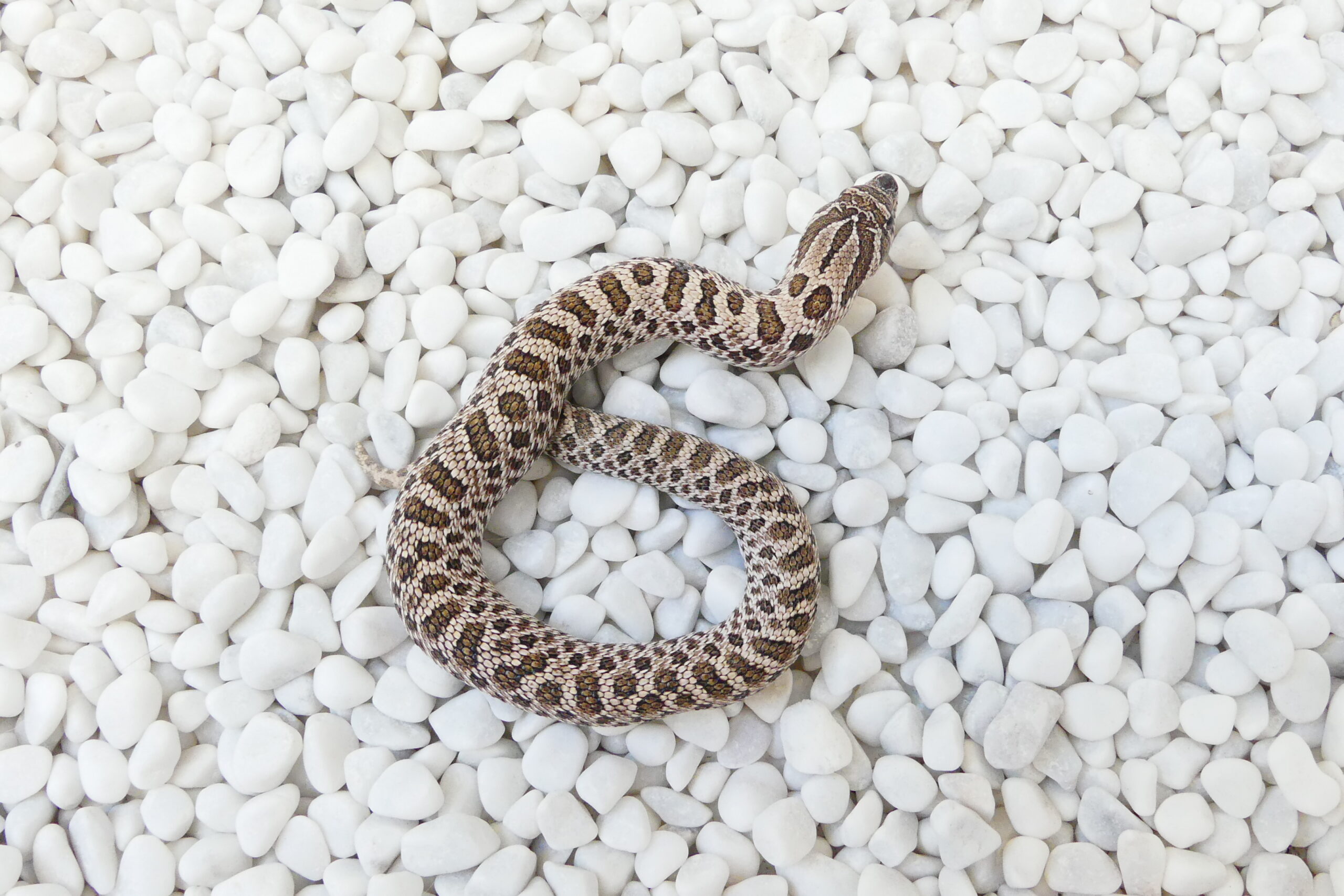 Nz 31.07.2025 - Weibchen/Female - Axanthic Arctic 100% het Toffee