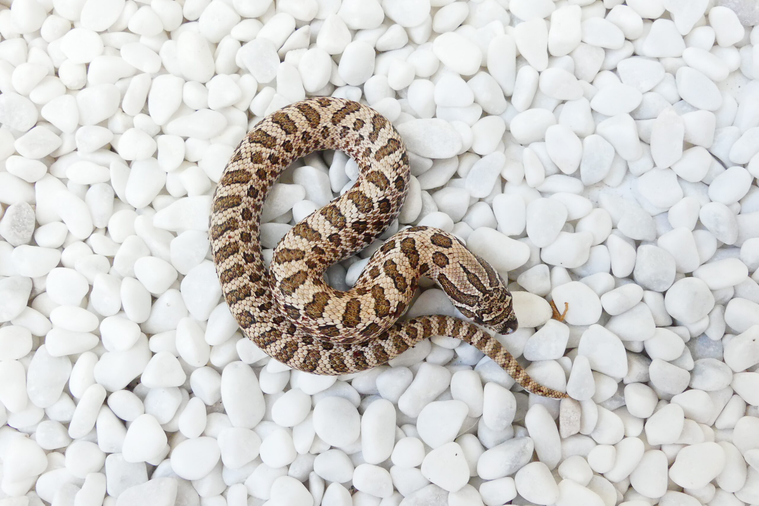 Nz 31.07.2025 - Männchen/Male - Axanthic Arctic 100% het Toffee