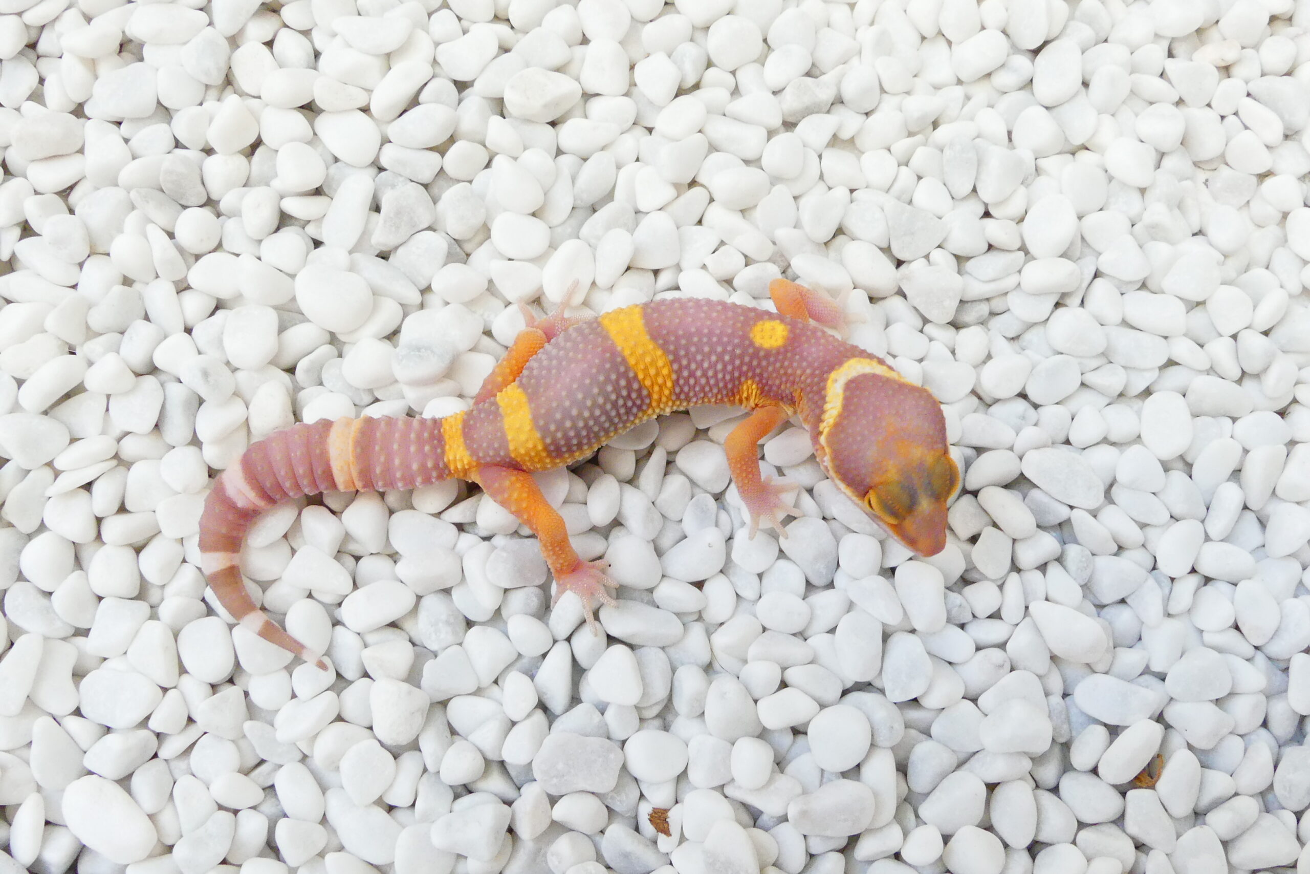 Nz 28.06.25 - Männchen/Male - Lava Black Night line (Tremper Albino + Tangerine)