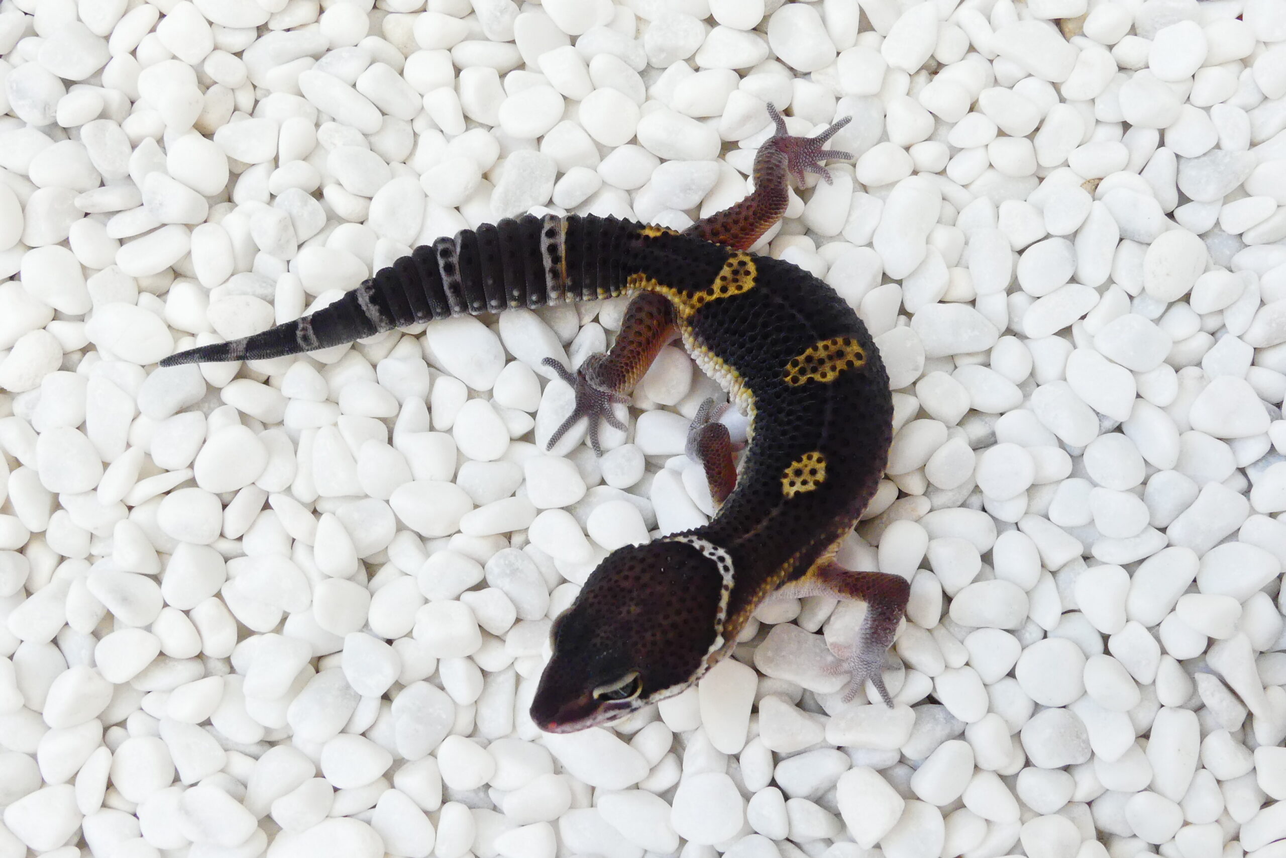 Nz 02.07.25 - Männchen/Male - Black Night (Ghostbuster line) het Eclipse