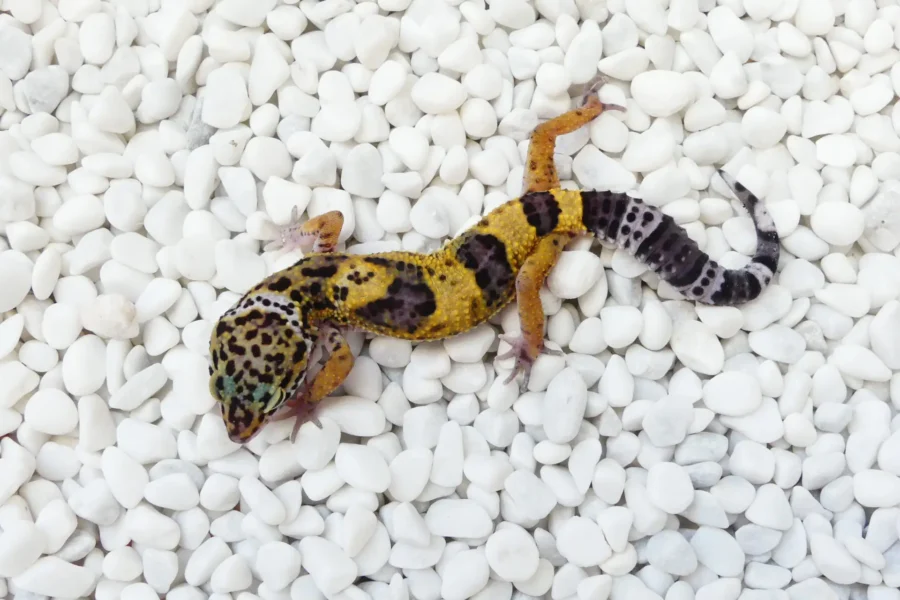 Nz 25.08.25 - Weibchen/Female - Ghost (pure project)