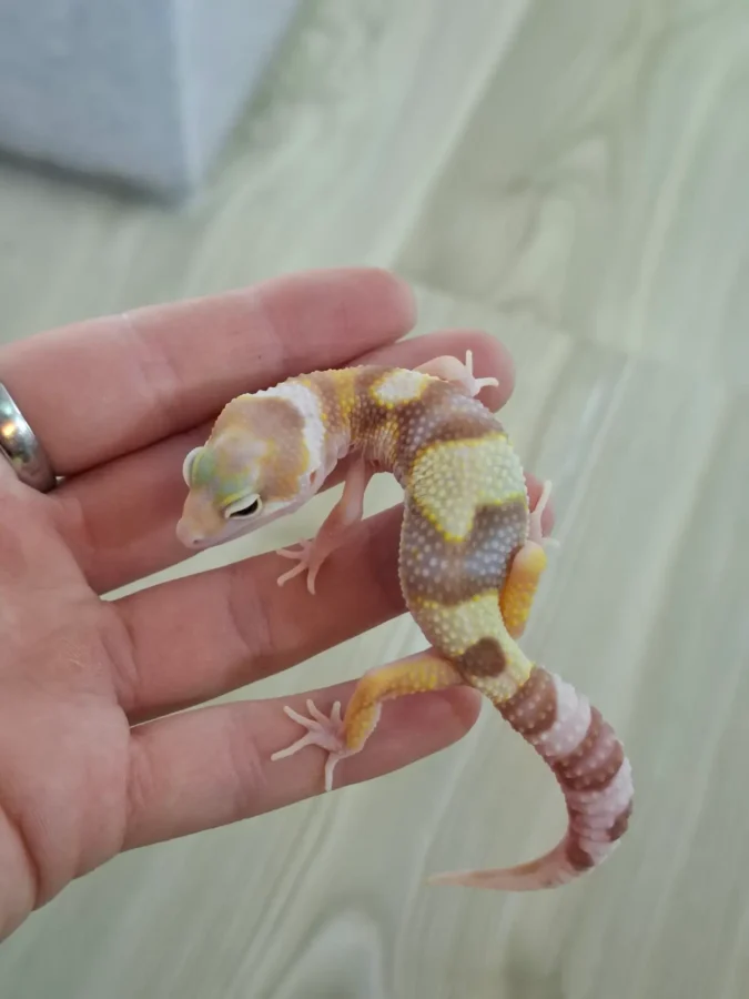 RESERVED Nz 09.09.25 - Männchen/Male - Mack Snow Typhoon