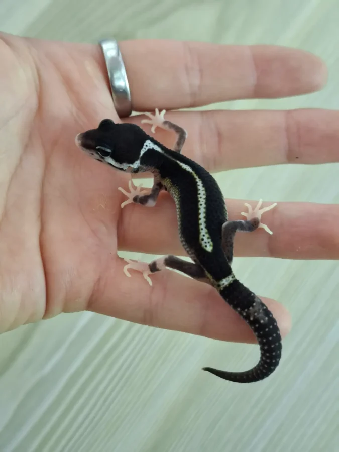 Nz 18.10.25 - Weibchen/Female - Mack Snow Black Night (Ghostbuster line) Eclipse ph TA