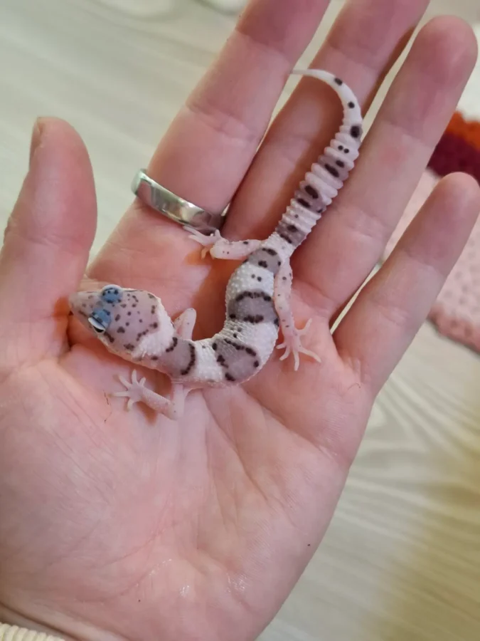 Nz 13.09.25 - Männchen/Male - Tug Snow het Eclipse