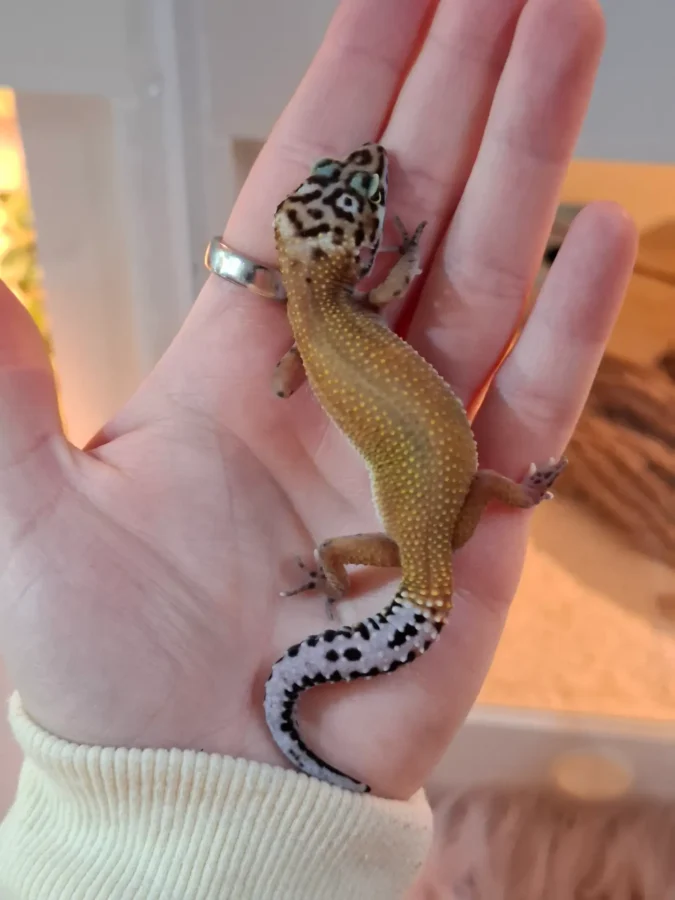 Nz 08.08.25 - Weibchen/Female - Ghost het raptor