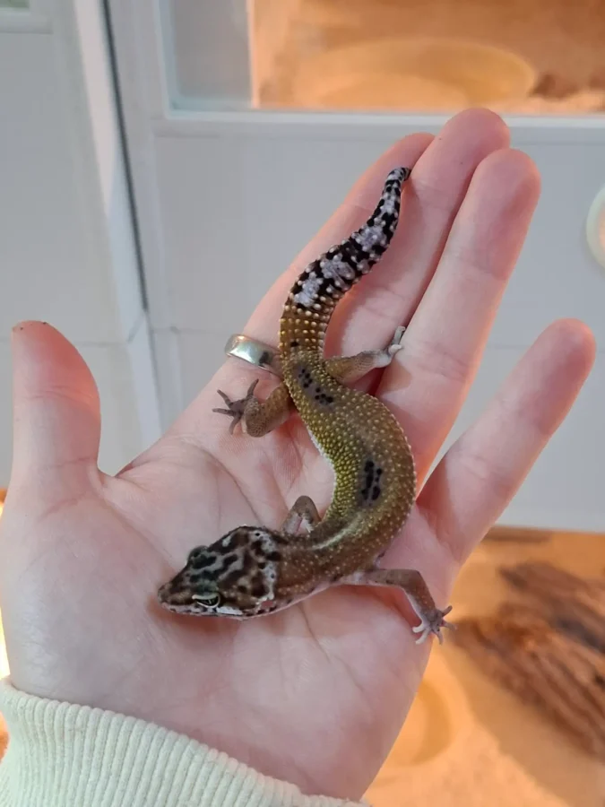 Nz 03.09.25 - Männchen/Male - Ghost Black Night (Ghostbuster line) het Raptor