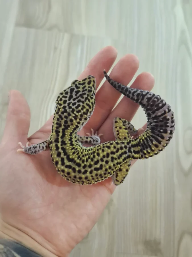 Nz 10.08.24 - Männchen/Male - Gem Snow Black Night (Ghostbuster line) Eclipse