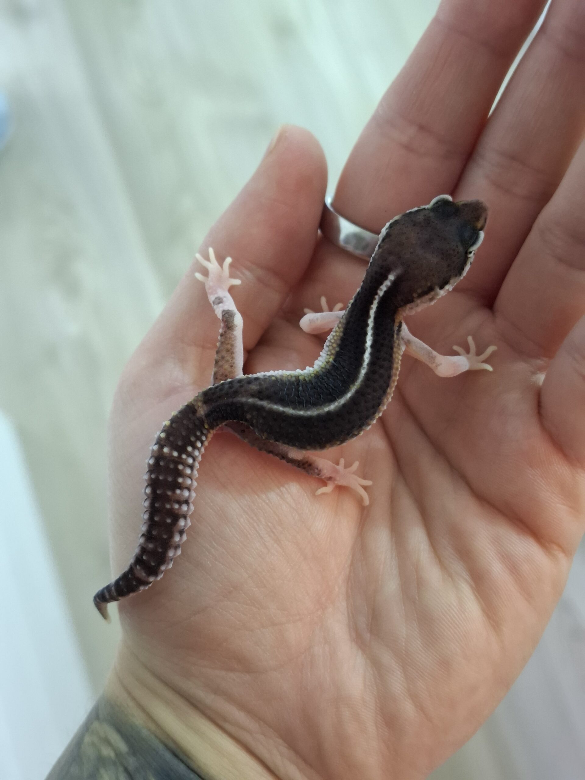 Nz 1.10.25 - Männchen/Male - Mack Snow Black Night (Ghostbuster line) Eclipse ph TA