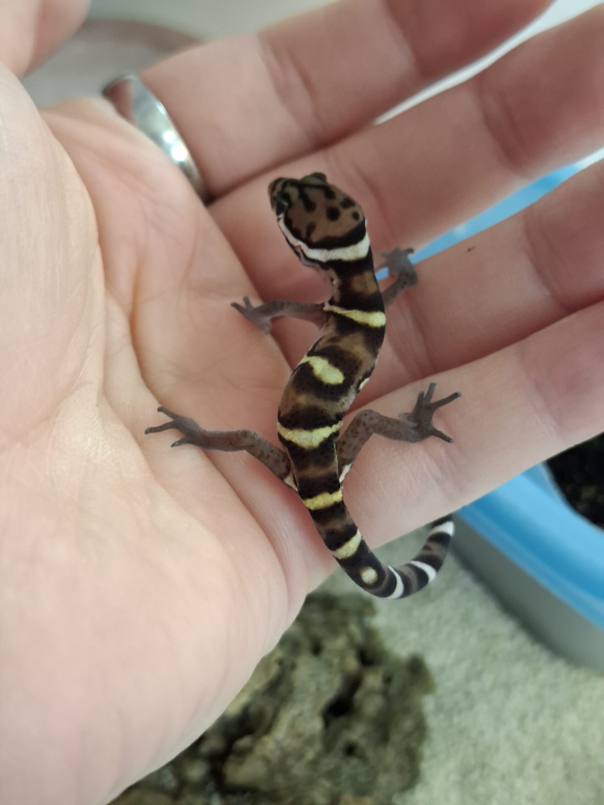 0.0.1 Coleonyx mitratus Nz25