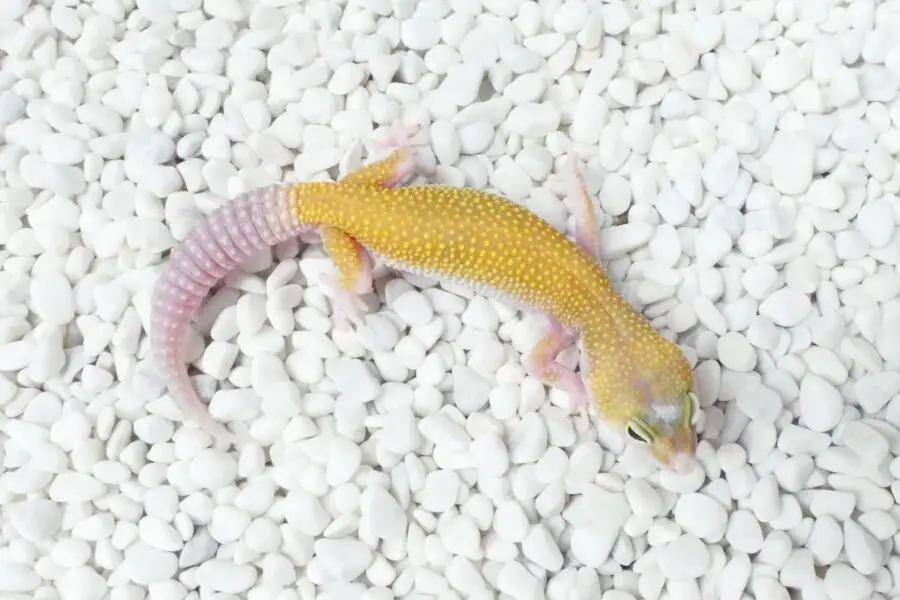 Nz 18.10.25 - Weibchen/Female - Eclipse ph MP/Bell Albino (es fehlen ein paar Zehen)