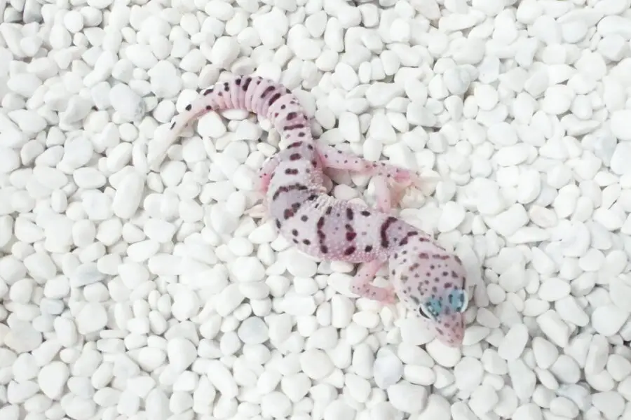 Nz 13.09.25 - Männchen/Male - Tug Snow het Eclipse