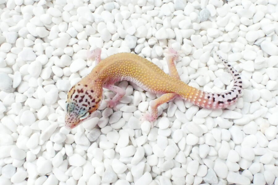 Nz 15.09.25 - Männchen/Male -- Ghost Eclipse (Ghostbuster line) ph TA