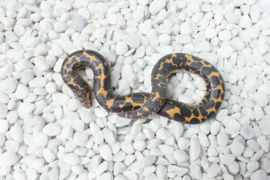 Eryx colubrinus Nz25 Weibchen/female