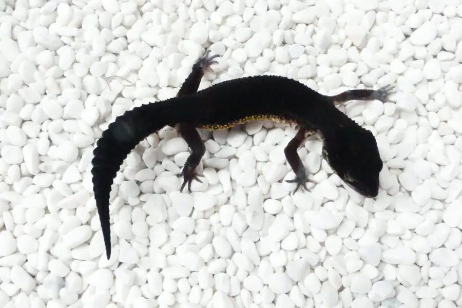 Nz 10.09.25 - Weibchen/Female - Black Night (Ghostbuster line) het eclipse