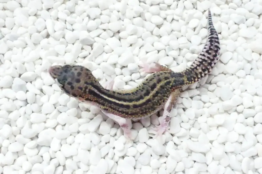 Nz 1.10.25 - Männchen/Male - Mack Snow Black Night (Ghostbuster line) Eclipse ph TA