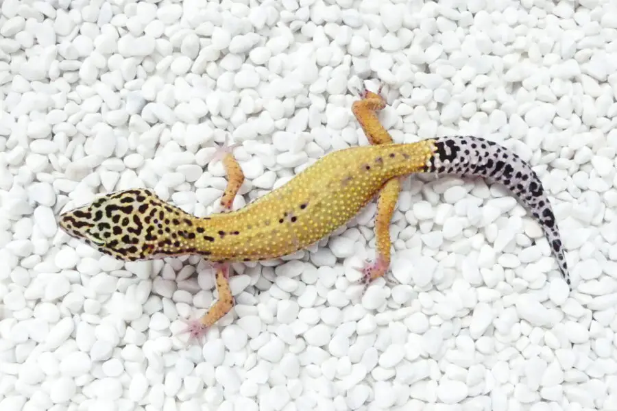 Nz. 30.07.25 - Weibchen/Female - Ghost ph raptor