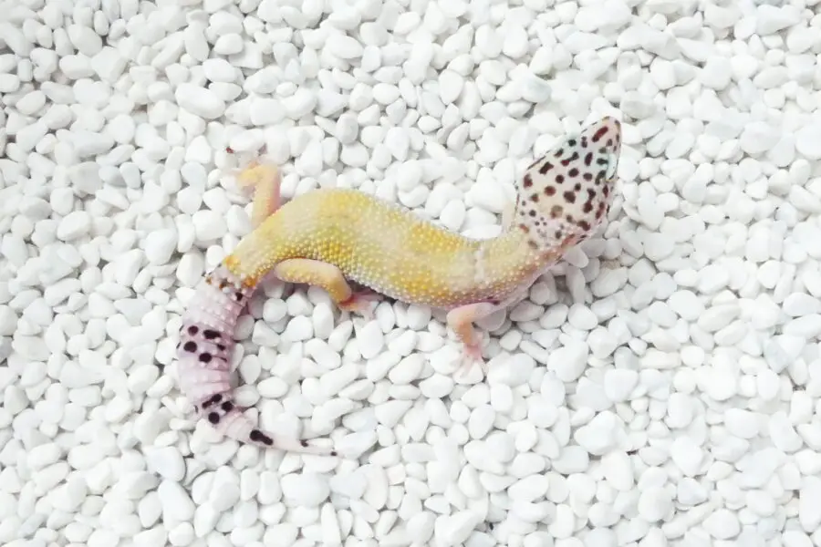 Nz 25.09.25 - Weibchen/Female - Ghost ph raptor