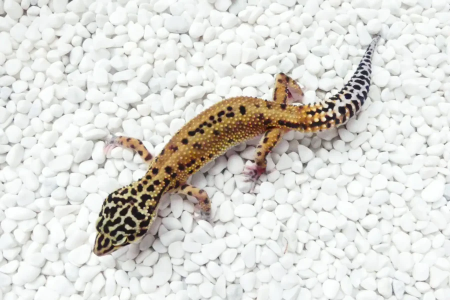 Nz 08.08.25 - Weibchen/Female - Ghost ph Raptor