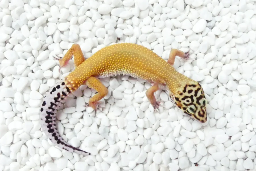 Nz 08.08.25 - Weibchen/Female - Ghost het raptor