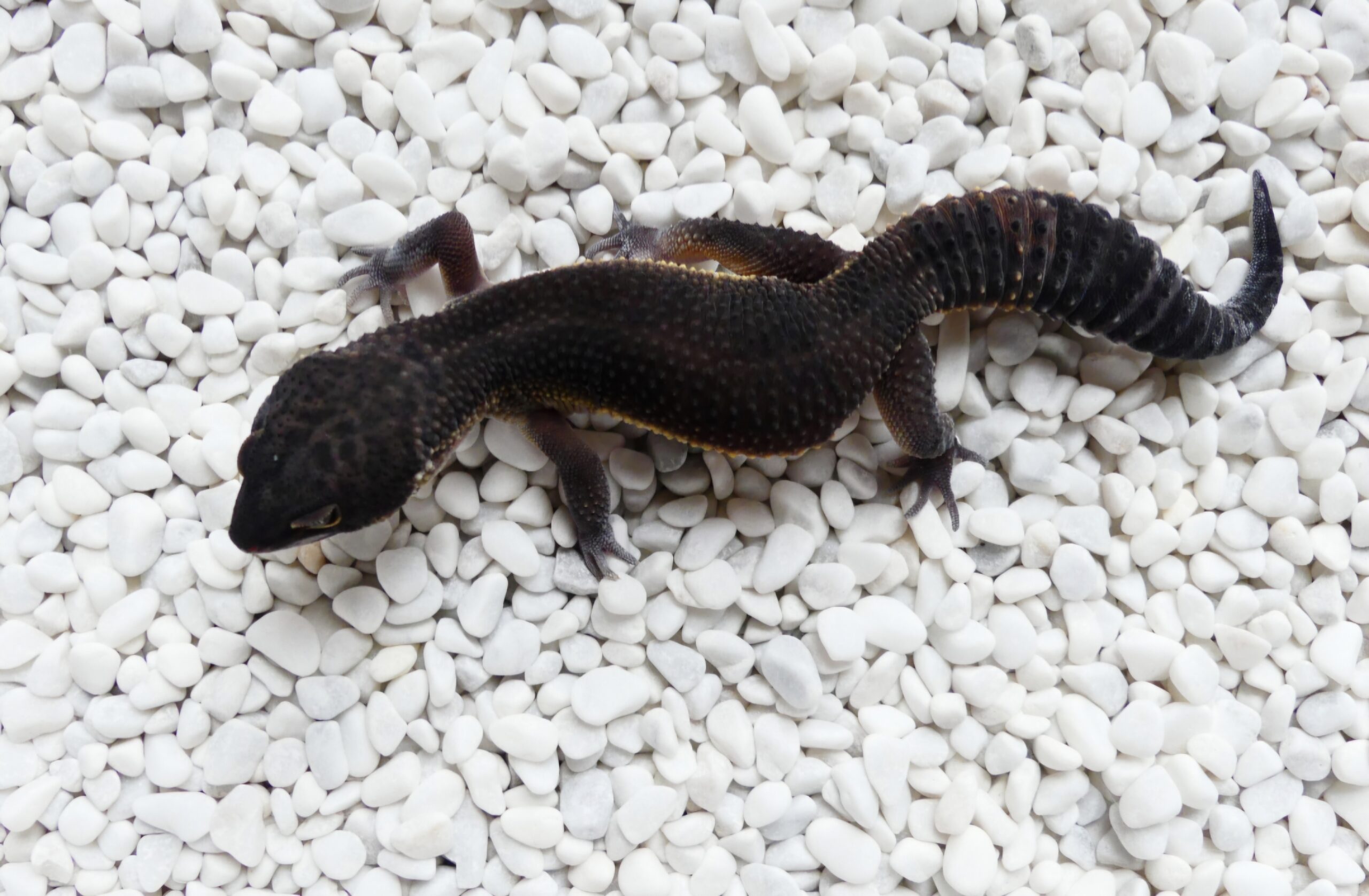 Nz 10.06.2020 - Männchen/Male - Black Night Ghostbuster line ph raptor Bestes Zuchtmännchen!