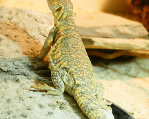 geckosbysophie-reptilien-agamen